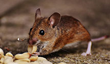 24 Hour & Emergency Exterminators in La Fayette, MN